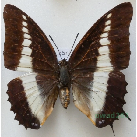 Charaxes brutus andara Ward, 1873 male Madagascar 69mm35n